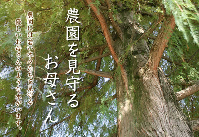 農園を見守るお母さん