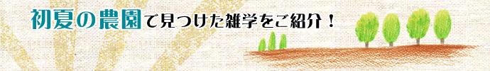 初夏の農園雑学をご紹介