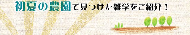 初夏の農園雑学をご紹介