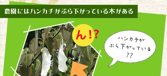 農園にはハンカチがぶら下がっている木がある