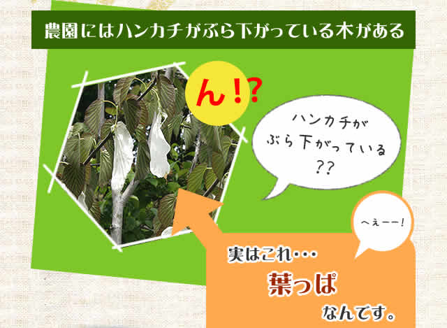 農園にはハンカチがぶら下がっている木がある