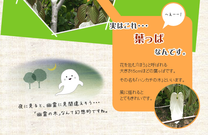 実はハンカチの木の葉っぱなんです