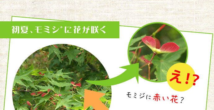 初夏、モミジに花が咲く