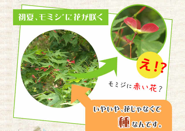 初夏、モミジに花が咲く