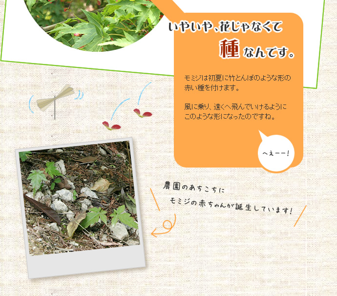 花じゃなくてモミジの種なんです
