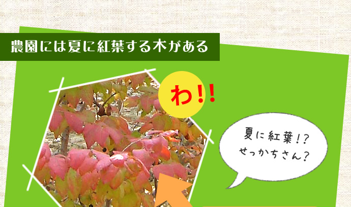 農園には夏に紅葉する木がある