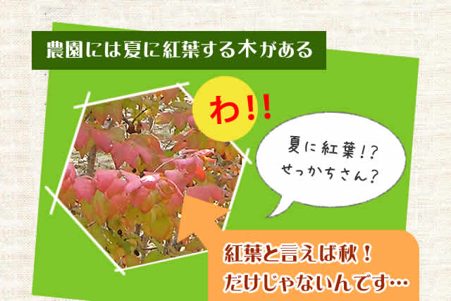 農園には夏に紅葉する木がある
