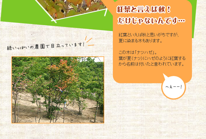 ナツハゼは夏に紅葉します
