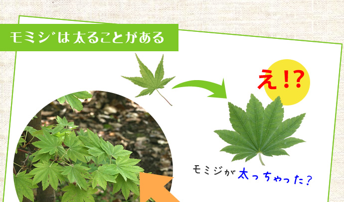 モミジは太ることがある