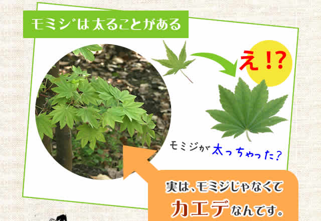 モミジは太ることがある
