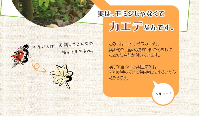 実はモミジじゃなくてコハウチワカエデなんです