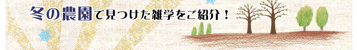 冬の農園で見つけた雑学をご紹介
