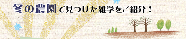冬の農園の雑学をご紹介