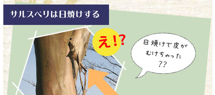 サルスベリは日焼けする