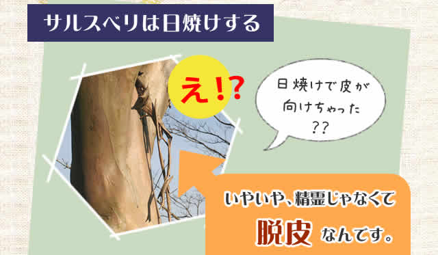 サルスベリは日焼けする
