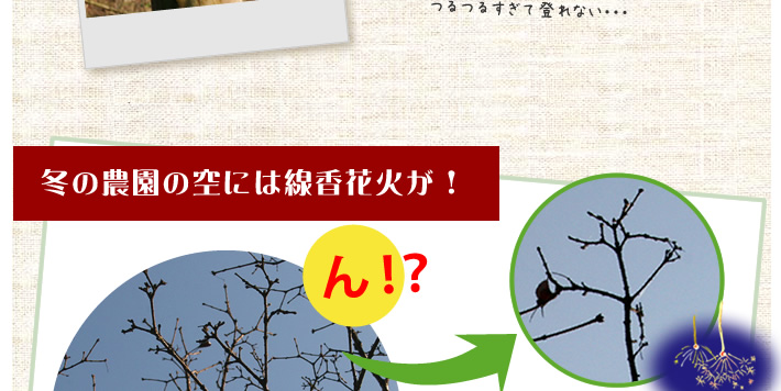 冬の農園の空には線香花火が