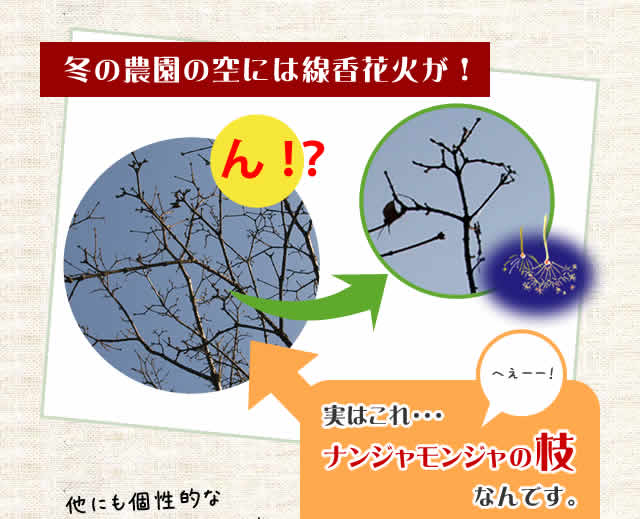 初夏、モミジに花が咲く