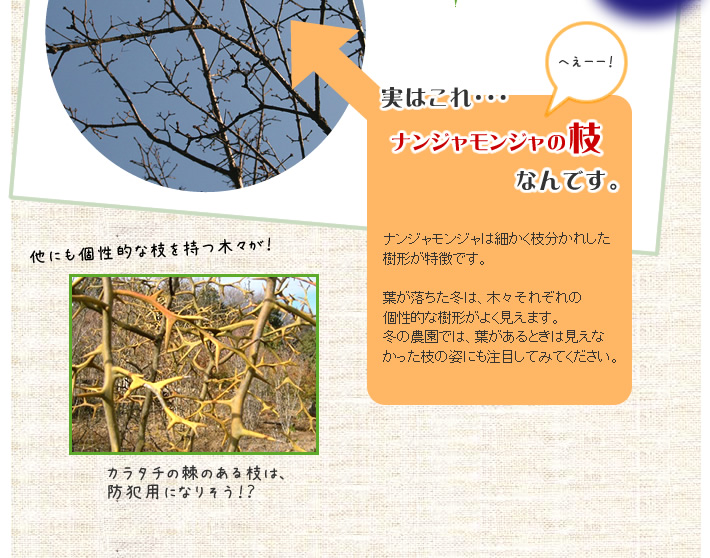 ナンジャモンジャの枝なんです