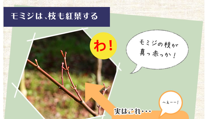 モミジは枝も紅葉する