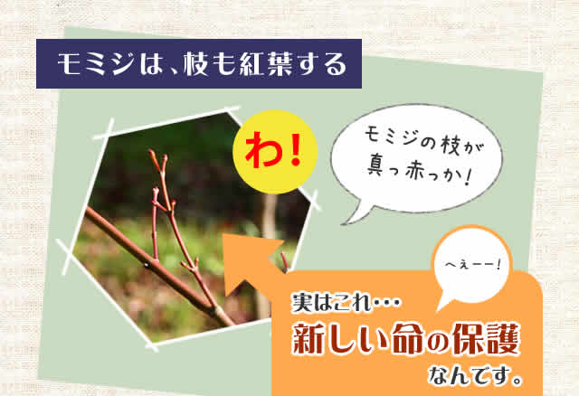 農園には夏に紅葉する木がある