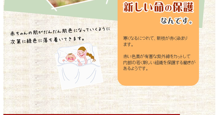 新しい命の保護なんです。