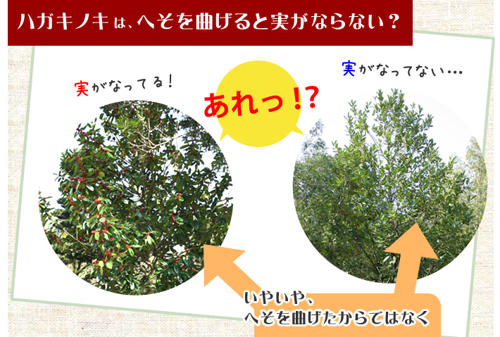 ハガキノキは、へそを曲げると実がならない？