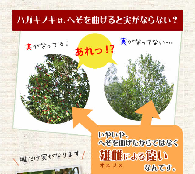 モミジは太ることがある
