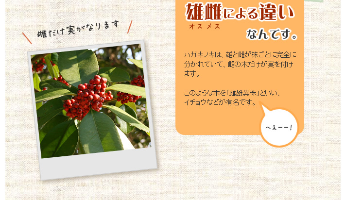 雄雌による違いなんです