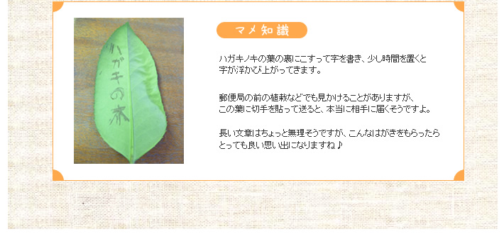 マメ知識