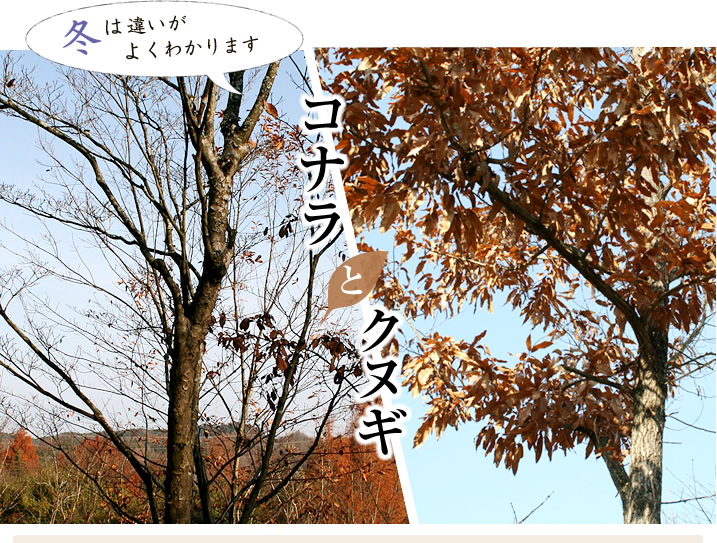 コナラとクヌギ