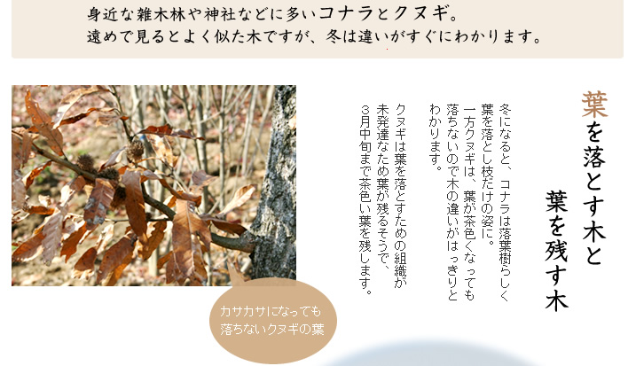 葉を落とす木と葉を残す木