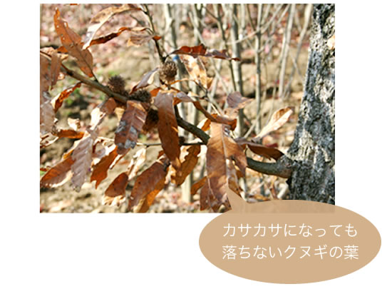 クヌギの葉