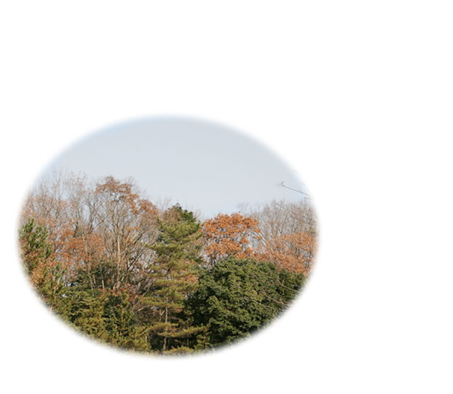 冬山の色は葉を残す木々の色