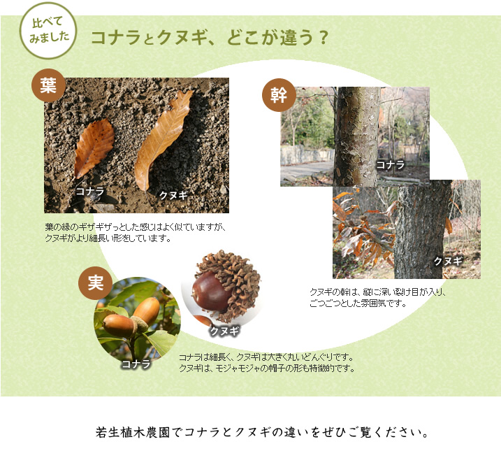 コナラとクヌギ、どこが違う?
