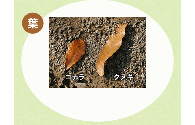 コナラとクヌギの葉