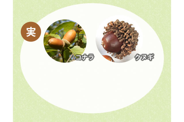 コナラとクヌギの実