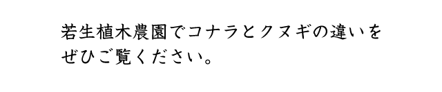 コナラとクヌギの違い