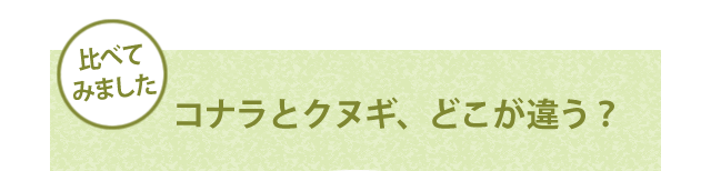 コナラとクヌギ、どこが違う?