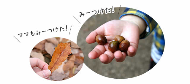 どんぐり