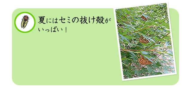 セミの抜け殻