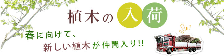 植木の入荷