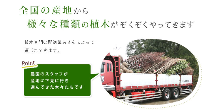 全国の産地から様々な種類の植木がぞくぞくとやってきます