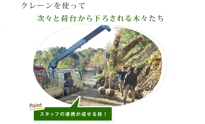 クレーンを使って次々と荷台から下ろされる木々たち