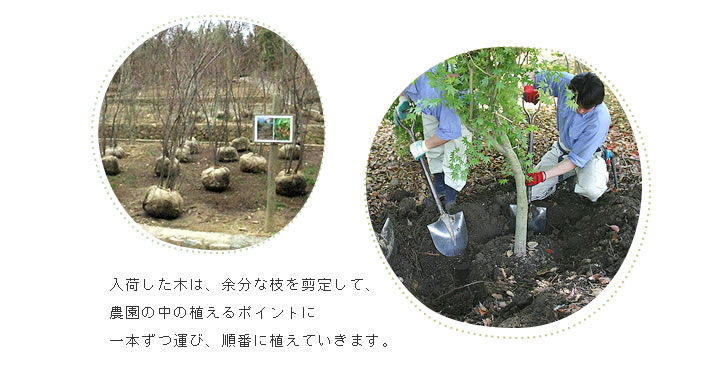 入荷した木は順番に植えていきます