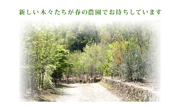 新しい木々たちが春の農園でお待ちしております