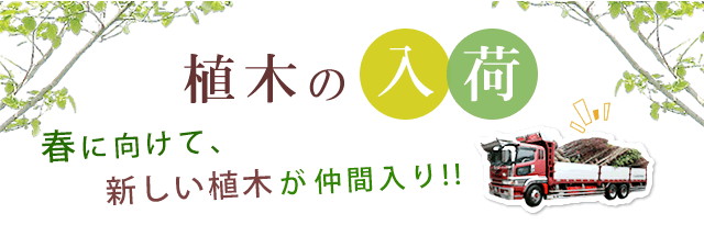 植木の入荷