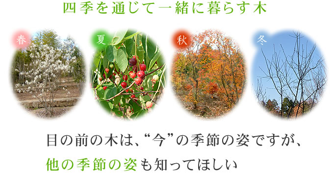 四季を通じて一緒に暮らす木