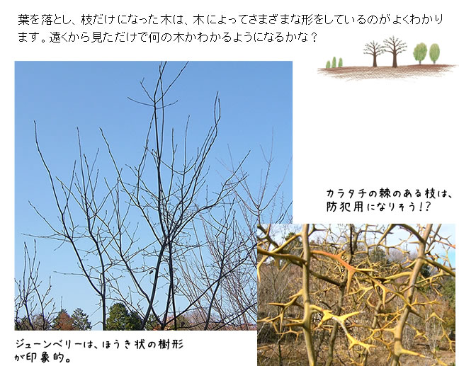遠くから見ただけで何の木かわかるかな？