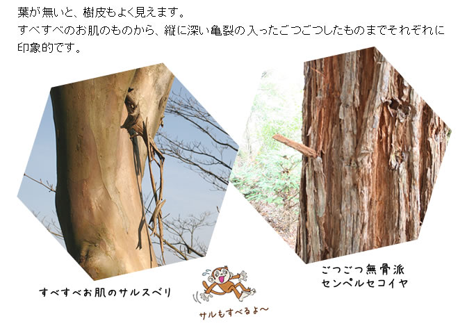 葉がないと樹皮もよく見えます。