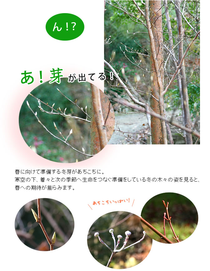 春に向けて準備する冬芽があちこちに。